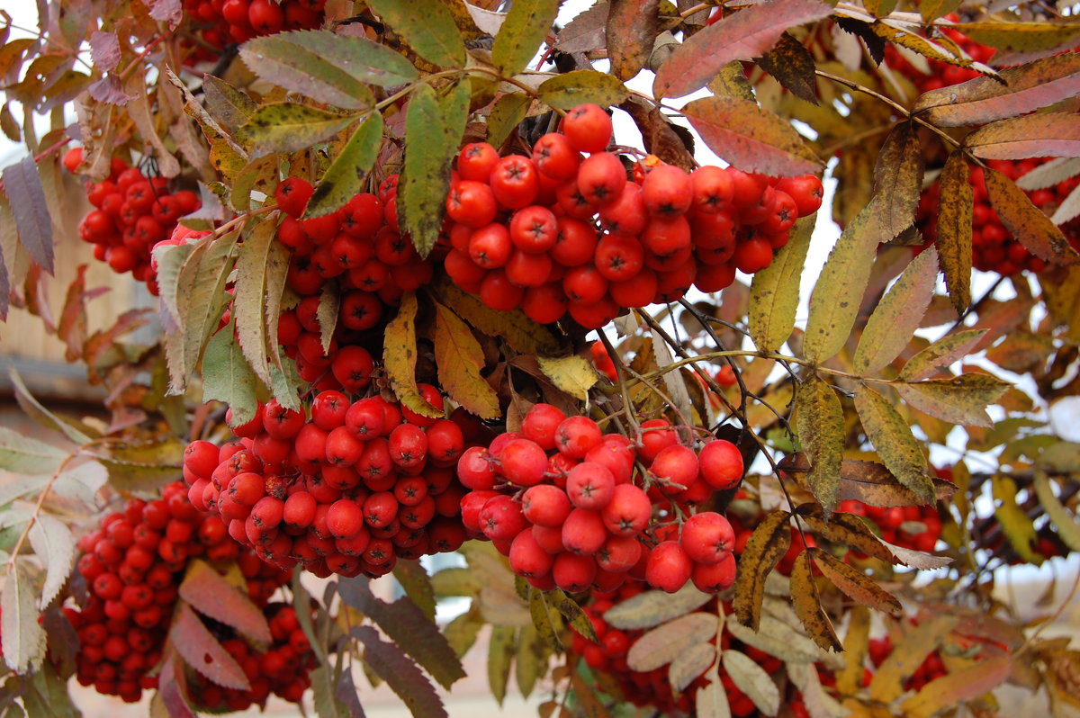 Rowan: varieties with photos, names and descriptions, sweet-fruited ...