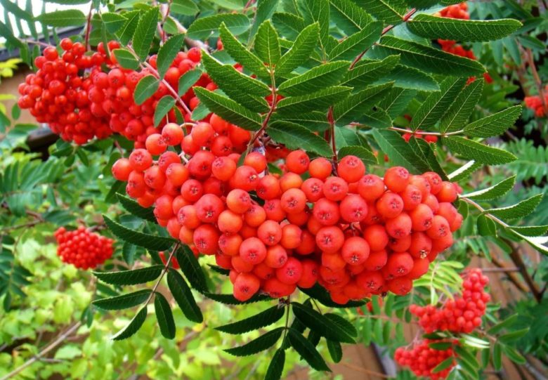 Rowan: varieties with photos, names and descriptions, sweet-fruited ...