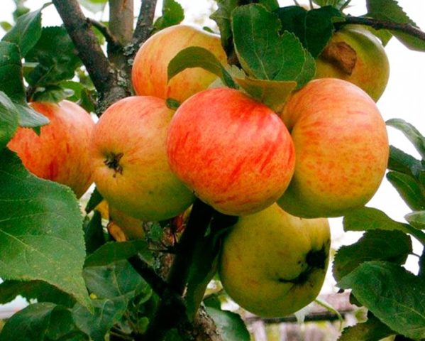 فرحة شجرة التفاح الخريف: وصف متنوع ، صور ، زراعة ومراجعات