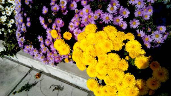 Perennial chrysanthemum