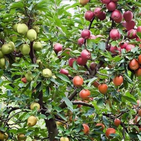 كيف تزرع شجرة تفاح في البرية في الربيع خطوة بخطوة